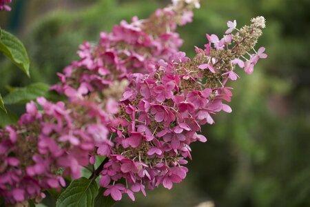 LITTLE QUICK FIRE HYDRANGEA 30CM - image 2