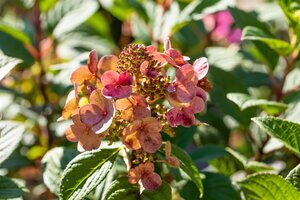 LITTLE QUICK FIRE HYDRANGEA 30CM - image 4