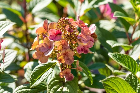 LITTLE QUICK FIRE HYDRANGEA 30CM - image 6