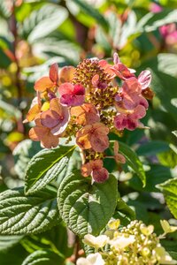 LITTLE QUICK FIRE HYDRANGEA 60CM - image 3