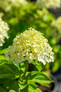 LITTLE SPOOKY HYDRANGEA 2GALLON - image 4