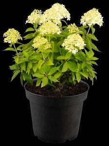 LITTLE SPOOKY HYDRANGEA 2GALLON - image 5