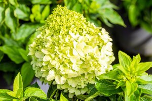 LITTLE SPOOKY HYDRANGEA 2GALLON - image 1