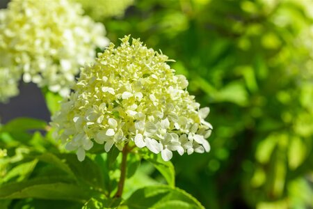 LITTLE SPOOKY HYDRANGEA 2GALLON - image 3