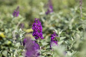 LO & BEHOLD BLUE CHIP BUTTERFLY BUSH 2G (3 MONTH WARRANTY)