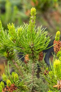 LODGEPOLE PINE 175CM POM POM - image 3