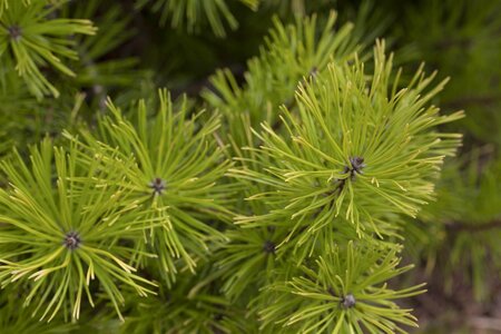 LODGEPOLE PINE 175CM POM POM - image 1