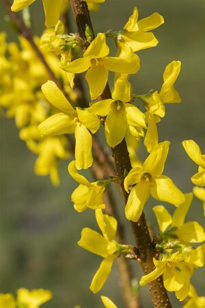 LYNWOOD GOLD FORSYTHIA  40 CM - image 1