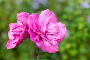 MAGENTA CHIFFON HIBISCUS 2G - image 5