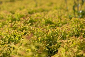 MAGIC CARPET SPIREA 15CM - image 2