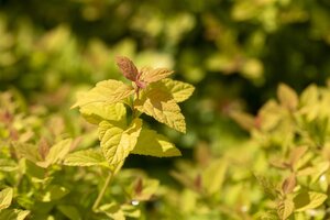 MAGIC CARPET SPIREA 1GAL - image 4