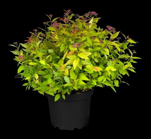 MAGIC CARPET SPIREA 1GAL - image 5