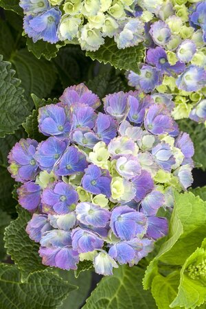 MAGICAL AMETHYST HYDRANGEA 3 GALLON - image 3