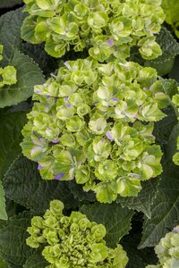 MAGICAL AMETHYST HYDRANGEA 3 GALLON - image 4