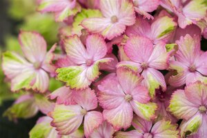 MAGICAL AMETHYST HYDRANGEA 3 GALLON - image 1