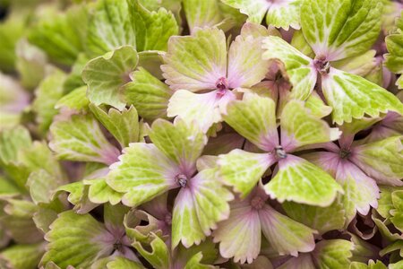 MAGICAL AMETHYST HYDRANGEA 3 GALLON - image 2