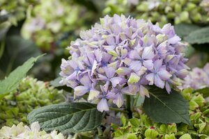 MAGICAL AMETHYST HYDRANGEA 3 GALLON - image 5