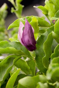 MAGNOLIA SUSAN 90CM - image 5