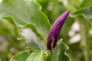 MAGNOLIA SUSAN 90CM - image 6