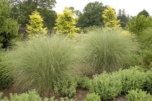 MAIDEN GRASS MORNING LIGHT 1G - image 1