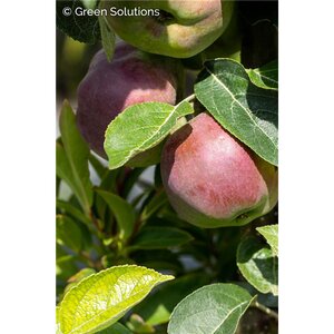 McINTOSH APPLE 150CM