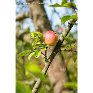 MELROSE APPLE DWARF (M27)
