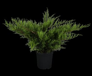 MINT JULEP JUNIPER 30 CM - image 3