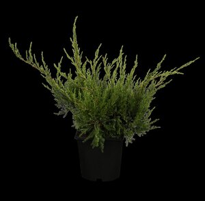 MINT JULEP JUNIPER 30 CM - image 2