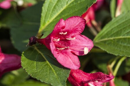 MINUET WEIGELA 25 CM