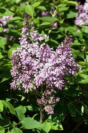 MISS KIM DWARF LILAC 50CM - image 1