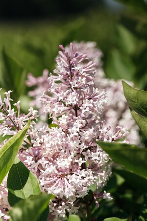 MISS KIM DWARF LILAC 50CM - image 4