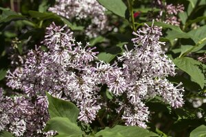 MISS KIM DWARF LILAC 50CM - image 2