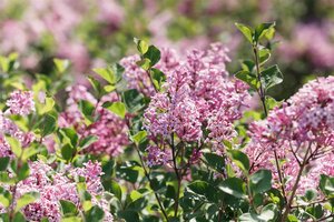 MISS KIM DWARF LILAC 50CM - image 3