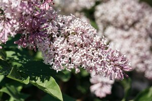 MISS KIM DWARF LILAC 50CM - image 5