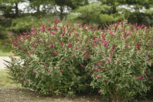 MISS MOLLY BUTTERFLY BUSH 40CM