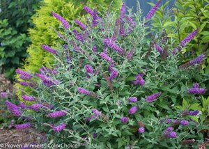 MISS VIOLET BUTTERFLY BUSH 30CM