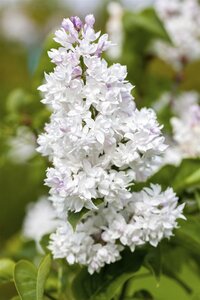 MME LEMOINE LILAC 60 CM, WHITE - image 1