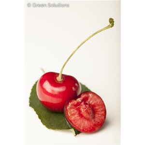 MONTMORENCY SOUR CHERRY 20MM