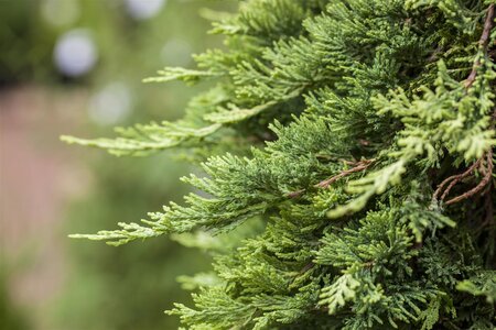 MOTHER LODE JUNIPER 25CM - image 1