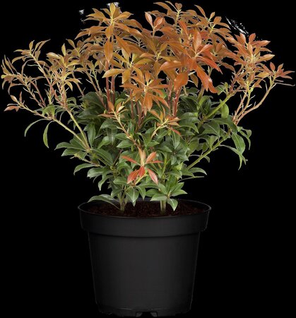 MOUNTAIN FIRE PIERIS 30 CM 3MONTH WARRANTY - image 2