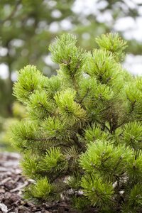 MUGO DWARF PINE 30 CM - image 3