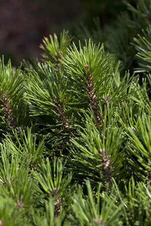 MUGO DWARF PINE 30 CM - image 5