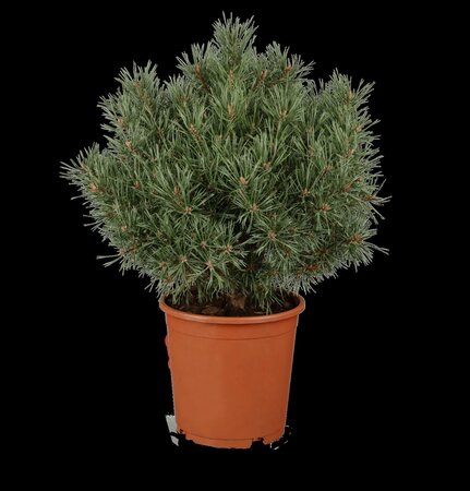 MUGO PINE 20 CM - image 1