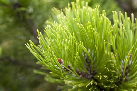 MUGO PINE 25 CM (Bushy) - image 2