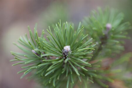 MUGO PINE POM POM 50CM - image 3