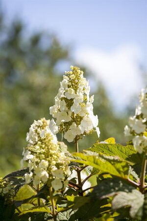 MUNCHKIN HYDRANGEA 25CM - image 2