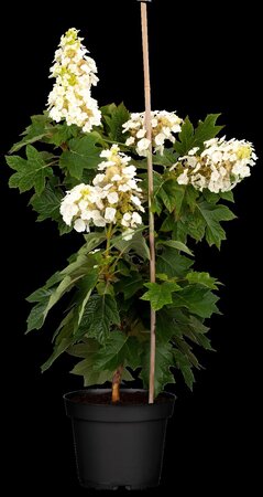 MUNCHKIN HYDRANGEA 25CM - image 1