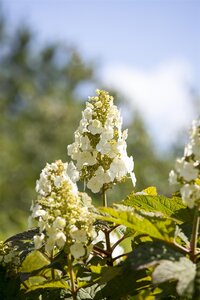 MUNCHKIN HYDRANGEA 3G 30CM - image 2