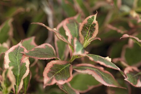 MY MONET WEIGELA 25CM - image 2