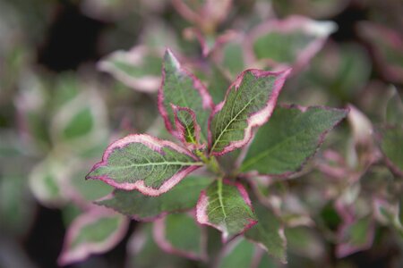 MY MONET WEIGELA 25CM - image 4